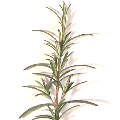  rosemary 